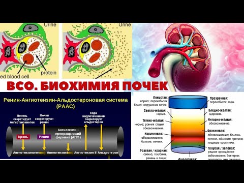 ВОДНО-СОЛЕВОЙ ОБМЕН. БИОХИМИЯ