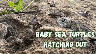 Baby Sea Turtles Hatching in front of us!!