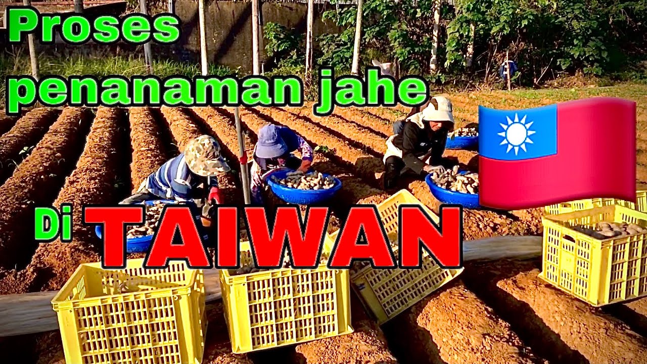 Jahe part.13)Begini gaeess...‼️Cara penanaman jahe di TAIWAN 🇹🇼 agar hasil bisa maksimal!!!