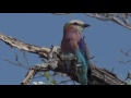 Oct 29, 2016- Lilac Breasted Roller- One of the BEST sightings to date with Byron