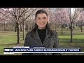 Jackson Park cherry blossoms return for spring season