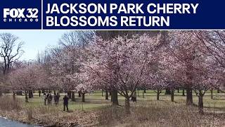 Jackson Park cherry blossoms return for spring season