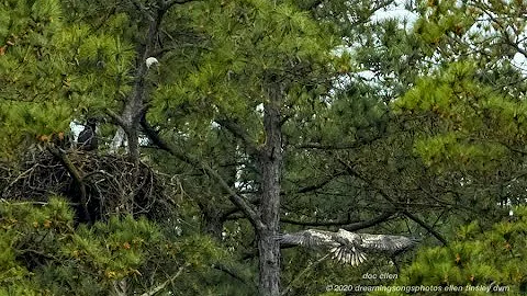 Home Nest Visitor