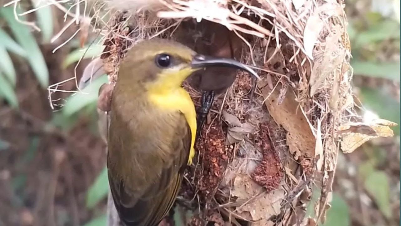 Little spiderhunter birds Feed the baby in the nest well [ Review Bird Nest ]