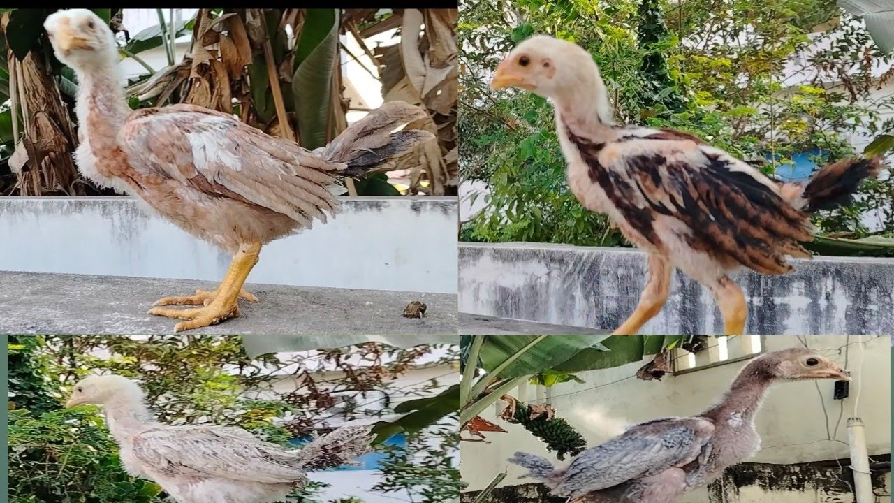 Sri asirithalli farms 9959332313