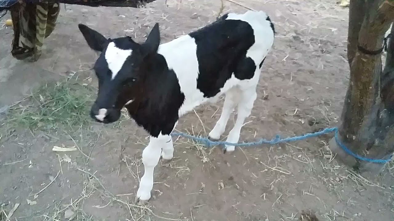 🔥🔥 عجل صغير رائع 🐄 little calf - YouTube