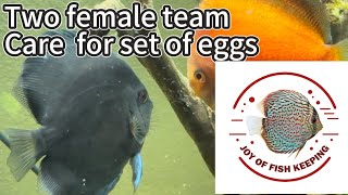 Discus Egg Care Tips: Essential Secrets for Healthy Hatchlings