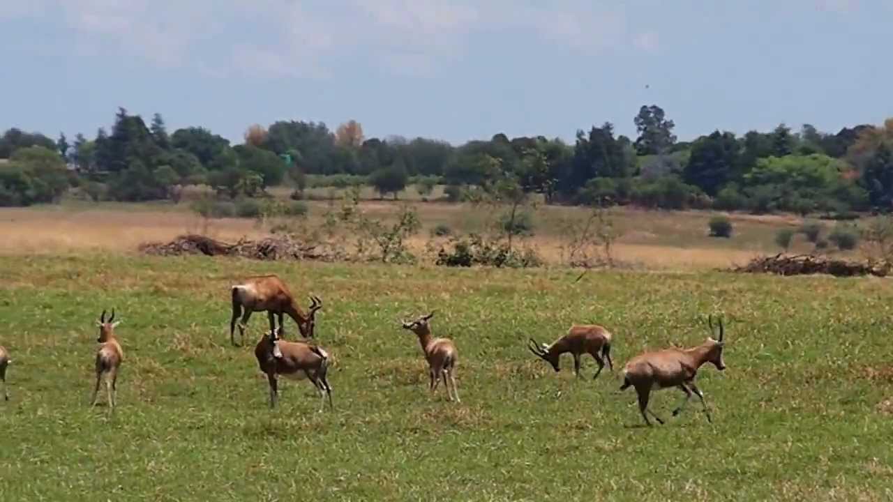 Krugersdorp Game Reserve YouTube