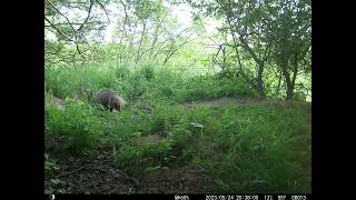 Bouncy badger cubs 6