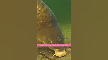 Cá chép ăn mồi như thế nào #dammecauca #cauca #fishing #fishingvideo #moicauca #moicau #câucá