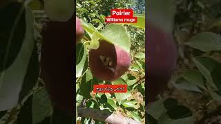 🍐 poirier Williams rouge,en cours de développement 2/#2026 #fruit #pear #poirier #poire #bio #nature
