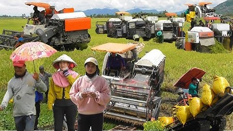 nhiều máy cắt 95 độ cắt lúa năm bốn 5 một công 10 bao giá lúa bán 5100₫K tập # maibangtv 