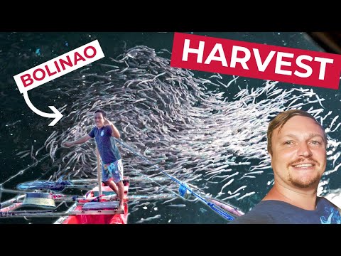 أول حصاد للأسماك في دافاو أورينتال بوليناو أنشوجة