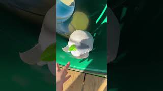 GET EM PEBBLE #edit #roblox  #roblox #dandysworls #pebble #roblox #funny #robloxpiggy #sundrop #vee