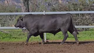 Lot 8 V66