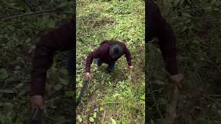 Salimos a quitar la maleza de mi huerto de berros