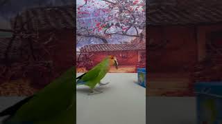 Intelligent Little Bird 🦜💚 Smart Parrots Training #Training #Smartparrot 5