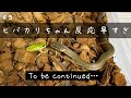 【蛇の捕食】かわいいヒバカリの餌やり#5〜反応早すぎ!〜