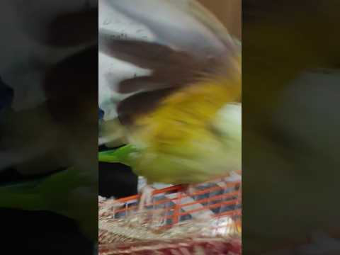Genius💗Parrot #12053 #viral #shorts