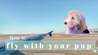 HOW TO FLY WITH YOUR PUP | IN CABIN by Allie Hoth 3,377 views 2 years ago 18 minutes