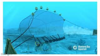 5.8 Impacts of Overfishing