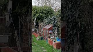 Great Tit Shows More Variation #birdsong #naturesounds #ambience