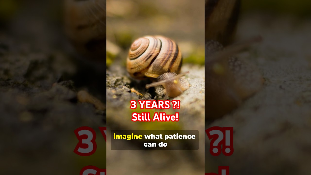 Эта улитка «спит» 3 года… Вот почему!