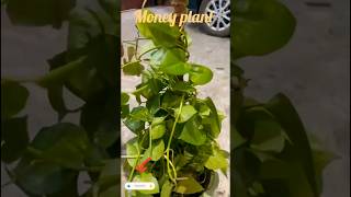 Green Vibes, green grains 🌱💸 #garden #plants #moneyplant