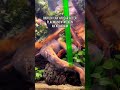 Removing Biofilm from an Aquarium #shorts