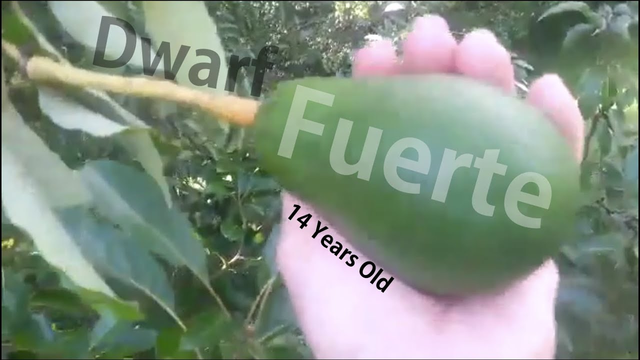 Avocado Fuerte Tree - Get Larger Fruit