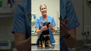 #dogallergies #pets #puppy #ihavethisthingwithplants #veterinarian #parvovirus #parvo