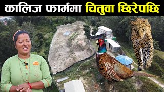 ५० लाखको लगानीमा कालिज पालन - pheasant farming in Nepal | kalij palan