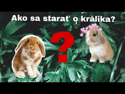 Video: Ako chovať ošípané: 14 krokov (s obrázkami)