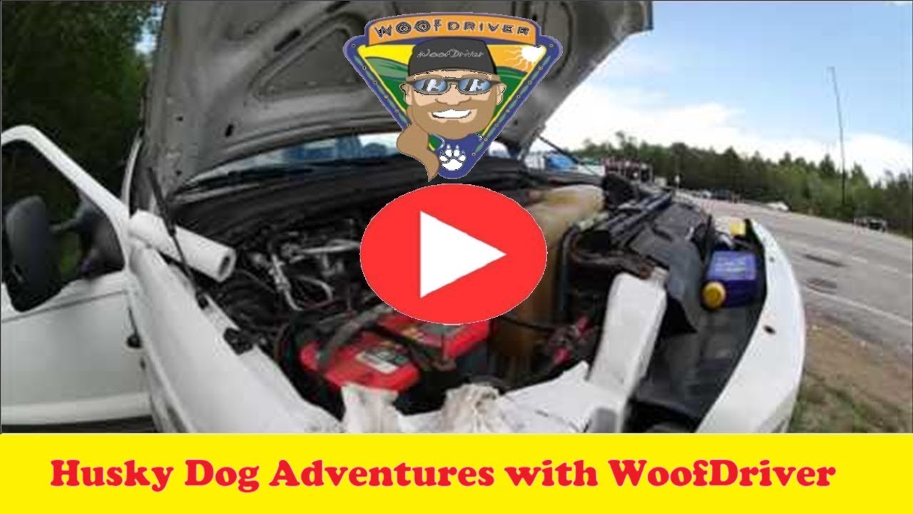 Adventures of Husky Dogs RUFF Hour Cape Cod Rail Trail Part 1 husky siberiano blanco