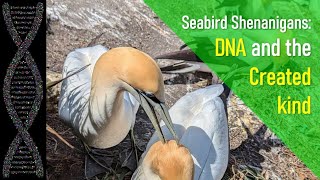 Seabirds, DNA, and the created kind