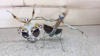 Praying Mantis Dance