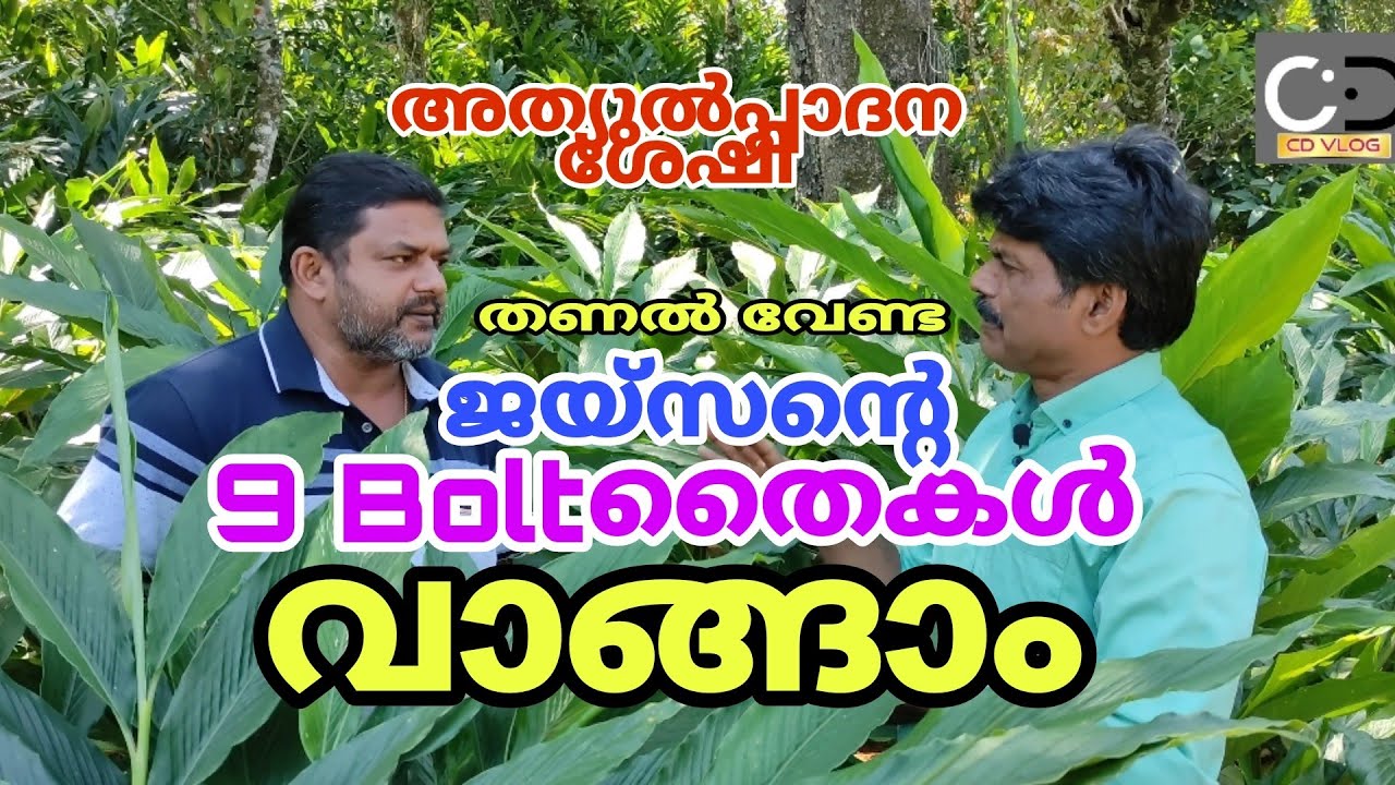 ജയ്സൺ വികസിപ്പിച്ചെടുത്ത അത്യുൽപ്പാദനശേഷിയുള്ള 9 Bolt ഏലം തൈകൾ വാങ്ങാം  തണൽ വേണ്ട  