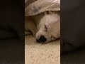 Lil Bits Dreaming #shorts #cute #cuteanimals #dog #doglover #chihuahua #pomeranian #dream #fyp