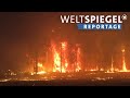 Australien im Feuer – Klima- oder Naturkatastrophe? Weltspiegel-Reportage