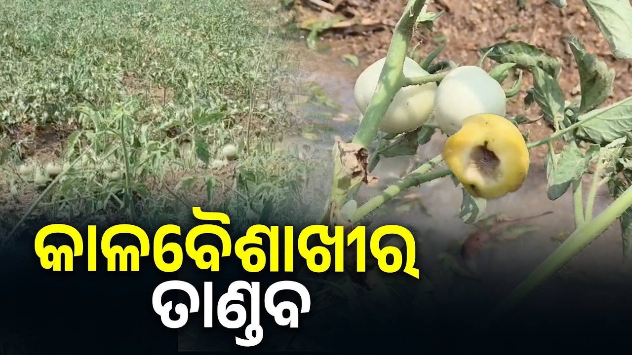 କାଳବୈଶାଖୀ ବର୍ଷା ଓ କୁଆପଥର ମାଡ଼ରେ ଉଜୁଡ଼ିଲା ପରିବା ଚାଷ   || Knews Odisha