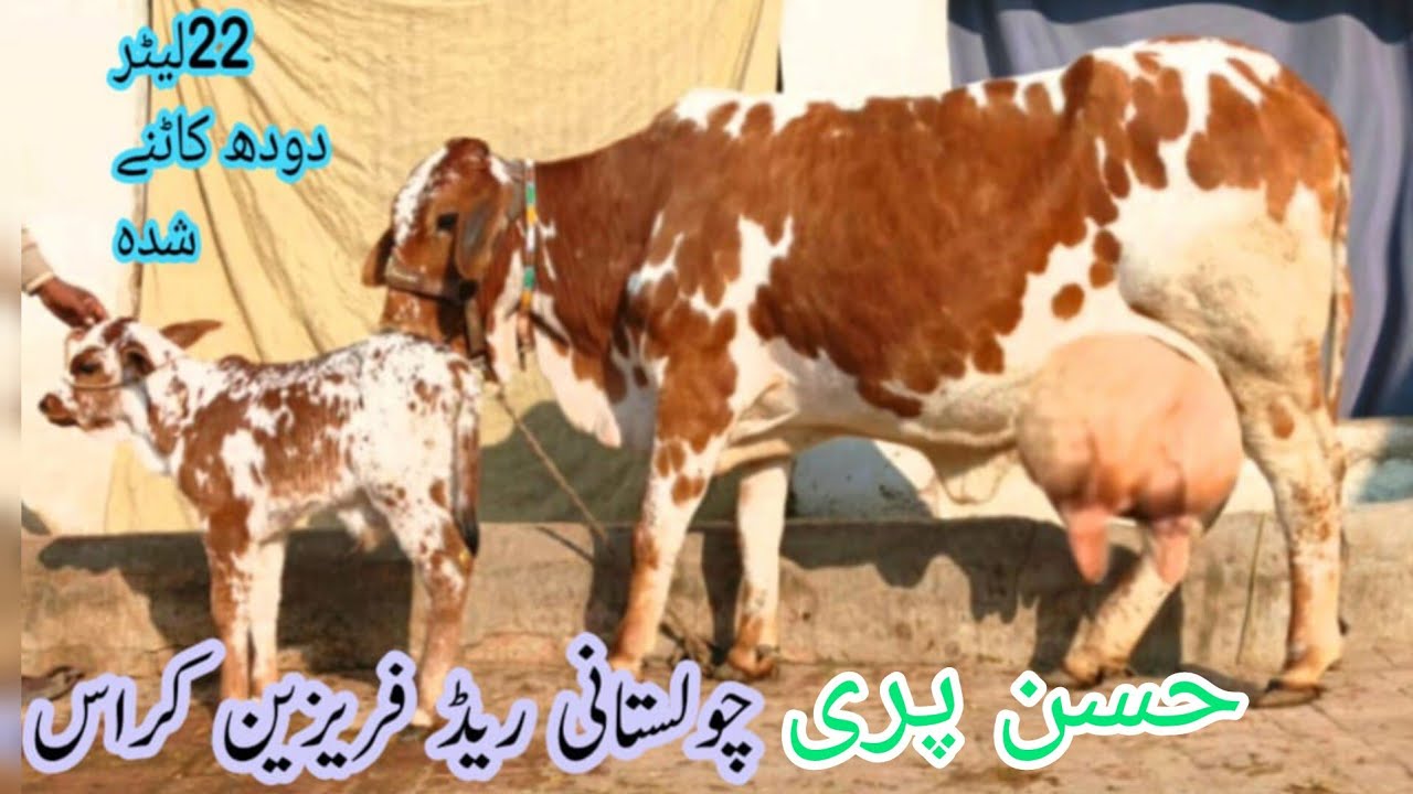 ریڈفرین چولستانی تازہ سوئی خوبصورت گاۓ برائے فروخت ان پاکستان اینڈ یوٹیوب 16/1/2026