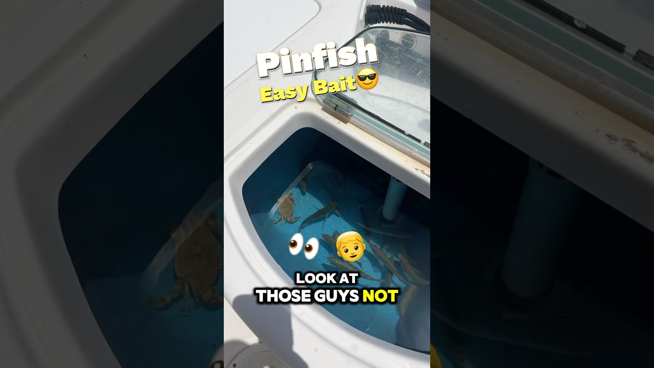 🎣 How Hardy Are Pinfish? 24 Hours in My Bait Well & Still Going! 🐟🔥 