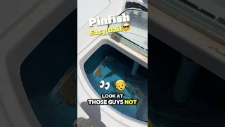 🎣 How Hardy Are Pinfish? 24 Hours in My Bait Well & Still Going! 🐟🔥 #baittips #fishing #keylargo