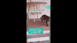 😯 MADRID O lince encontrado na Comunidade de Madrid é Uraclio