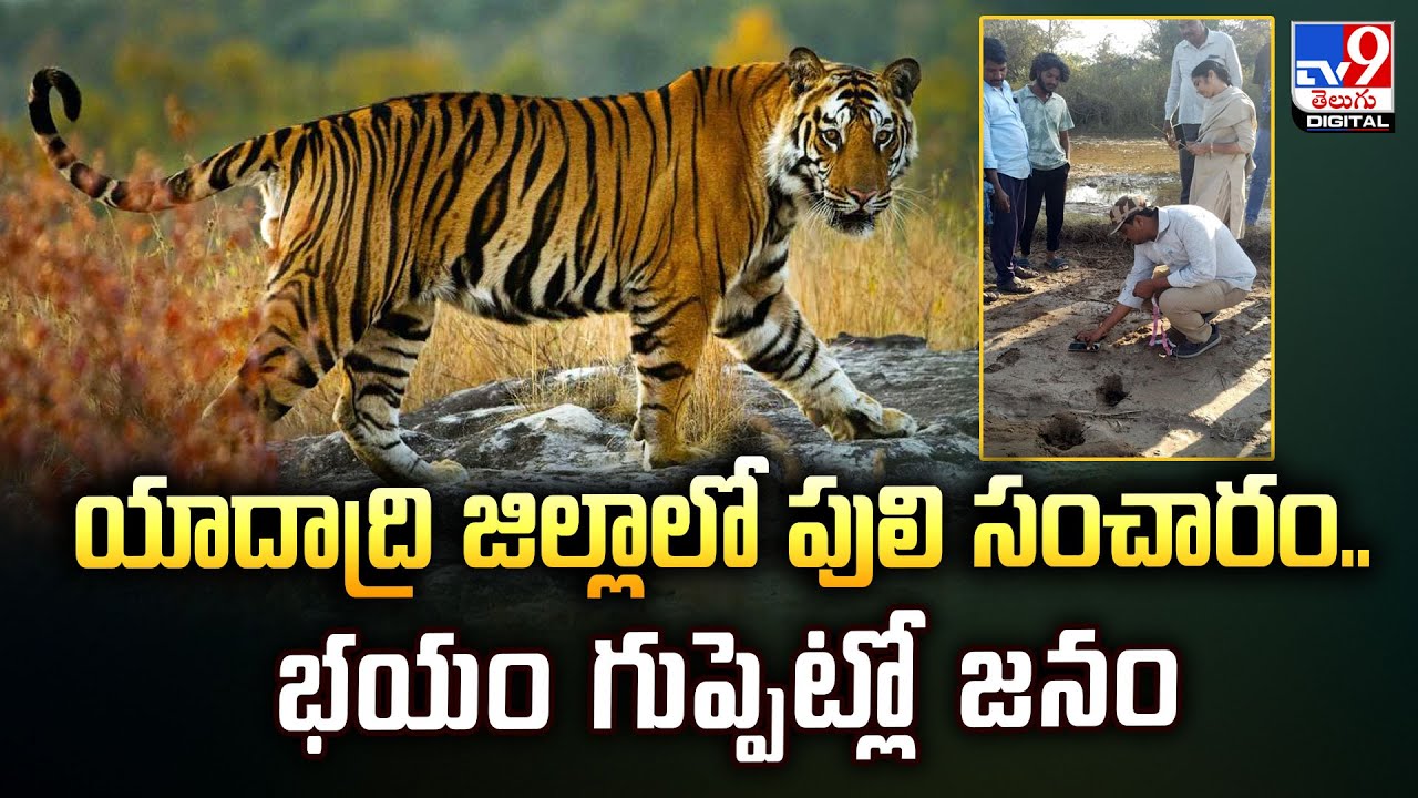 యాదాద్రి జిల్లాలో పులి సంచారం.. భయం గుప్పెట్లో జనం  - TV9