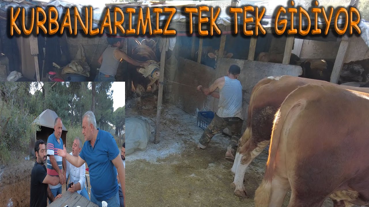 BÖYLE KURBANLIK PAZARLIĞI GÖRÜLMEDİ.KOLLAR OMUZLAR OTUR KALK NELER,NELER.