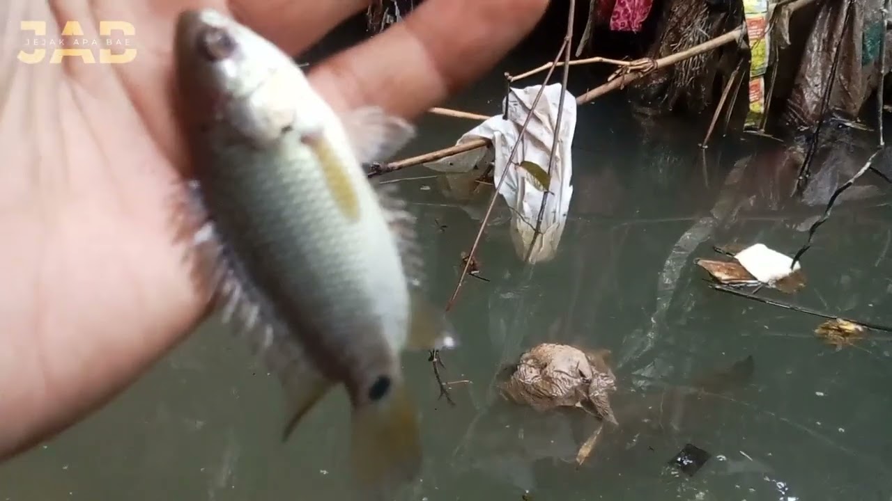 DUA HARI MANCING MALAH DAPAT JAKPOT IKAN CHANA |JEJAK APA BAE