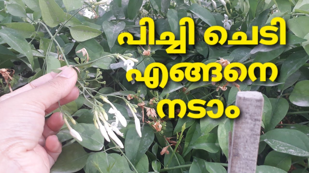 പിച്ചി ചെടി /Spanish Jasmine