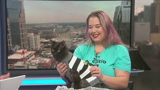 Newsmaker: Senior cat catio lounge