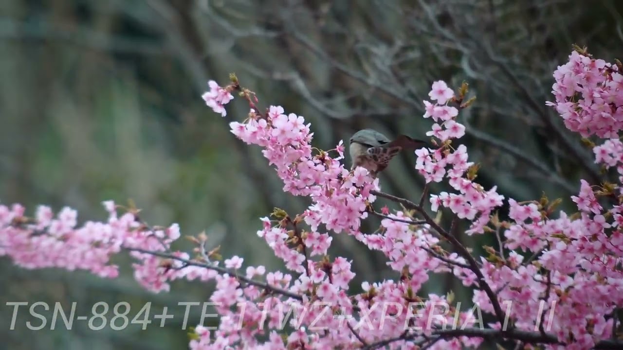 カワヅザクラに集まるヒヨドリ
